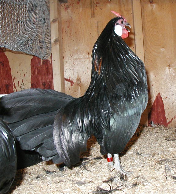 Big black cocks