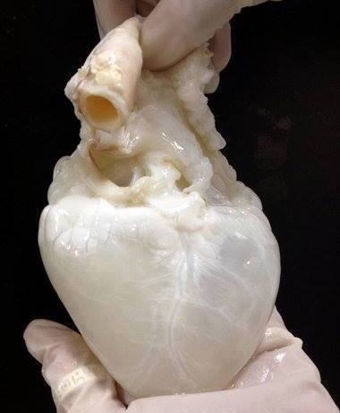 a decellularied "ghost heart"