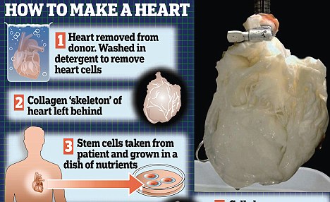 "Ghost Heart" how to regrow a healthy heart