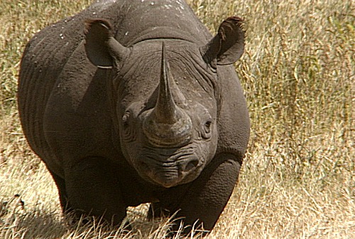 Western Black Rhino Declared Extinct