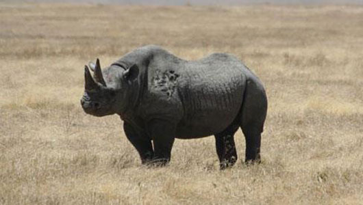 extinct western black rhinoceros