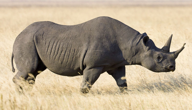 are black rhinoceros extinct