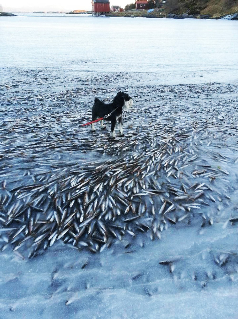 Norwegian public radio reported on the instant death of thousands of fish in a bay in the island of Lovund, Norway. An air temperature of -7.8 C (17.96 F) combined with a strong east wind froze the sea water instantly, trapping and killing the fish you can see in this fishapocalyptic image. The dog owner says that he has never seen such phenomenon
