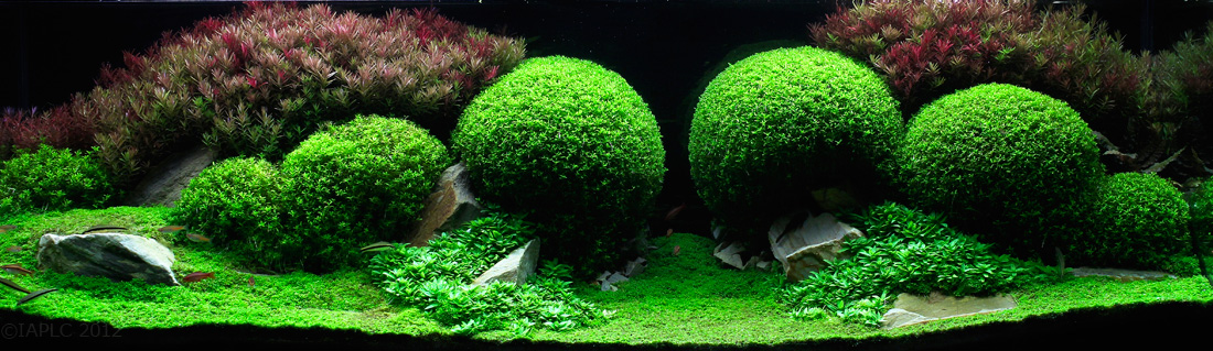 beautiful natural landscapes are actually aquariums