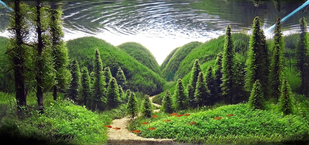 beautiful natural landscapes are actually aquariums