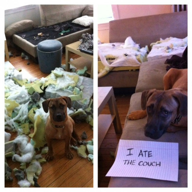 50 Naughty Dogs with signs showing their infractions