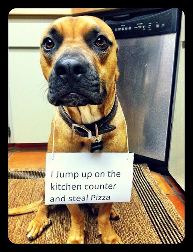 50 Naughty Dogs with signs showing their infractions