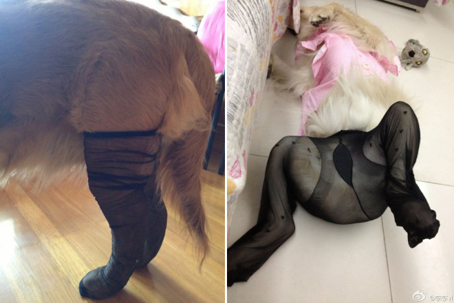 Dogs Wearing Pantyhose