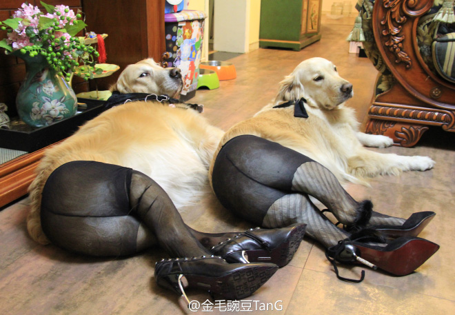 Dogs Wearing Pantyhose
