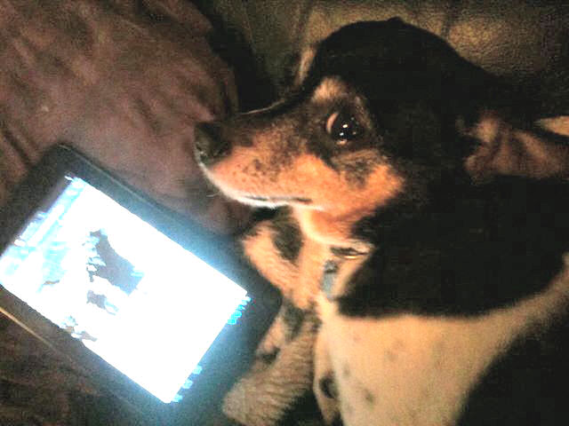 Rudy of dog taking a online test to see what kind of person He is, He discovered He's a lazy layabout who lays on the sofa all day and night and enjoys eating foodish looking "treats" of questionable origin.