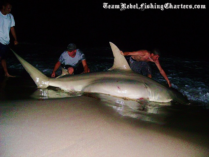 Massive hammerhead caught and released unharmed from the beach.