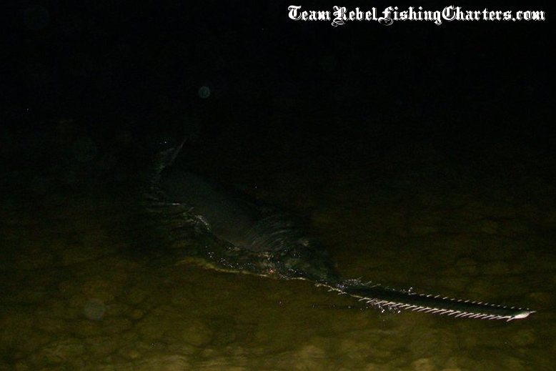 a 15ft sawfish caught in Florida, look at the blade on that face!
