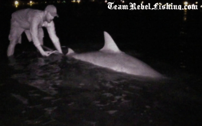 Monster bull shark caught in the Indian River by  the teamrebelfishing.com boys