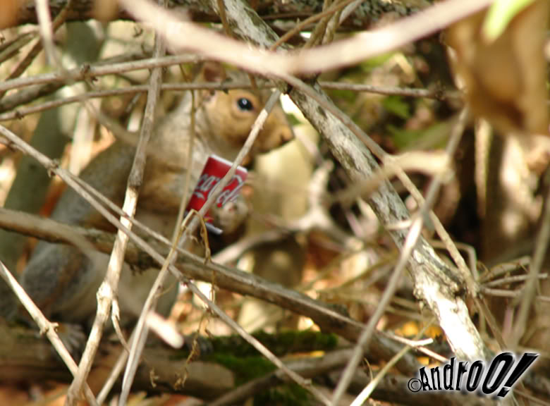 Ever wonder what squirrels prefer pepsi or coke? Well now you know!