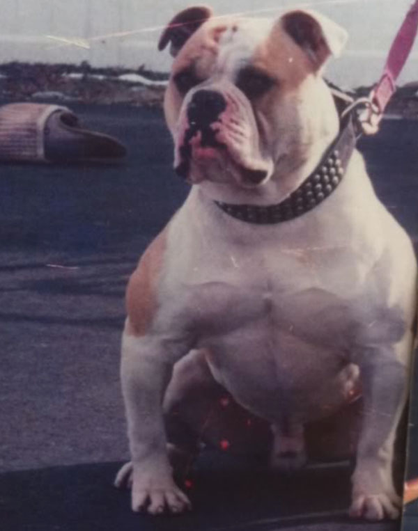 10 Most Muscular Dogs of All Time