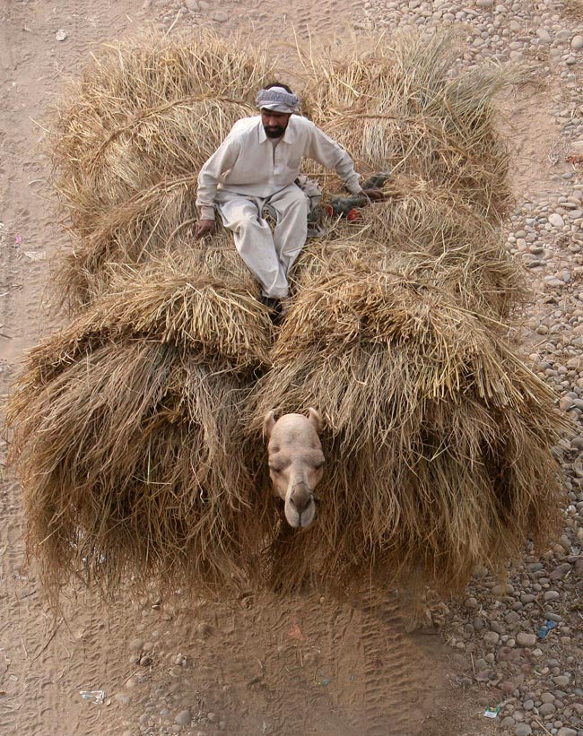 Mr. Camel in Difficulty, Heavy Fodder and a Man Sit on the Fodder