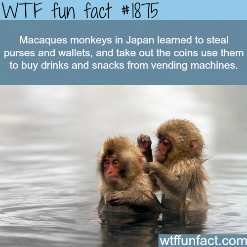damn monkeys