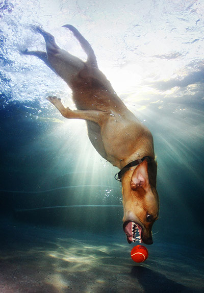dogs underwater