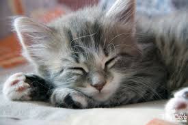 Cats sleep 16 to 18 hours per day.