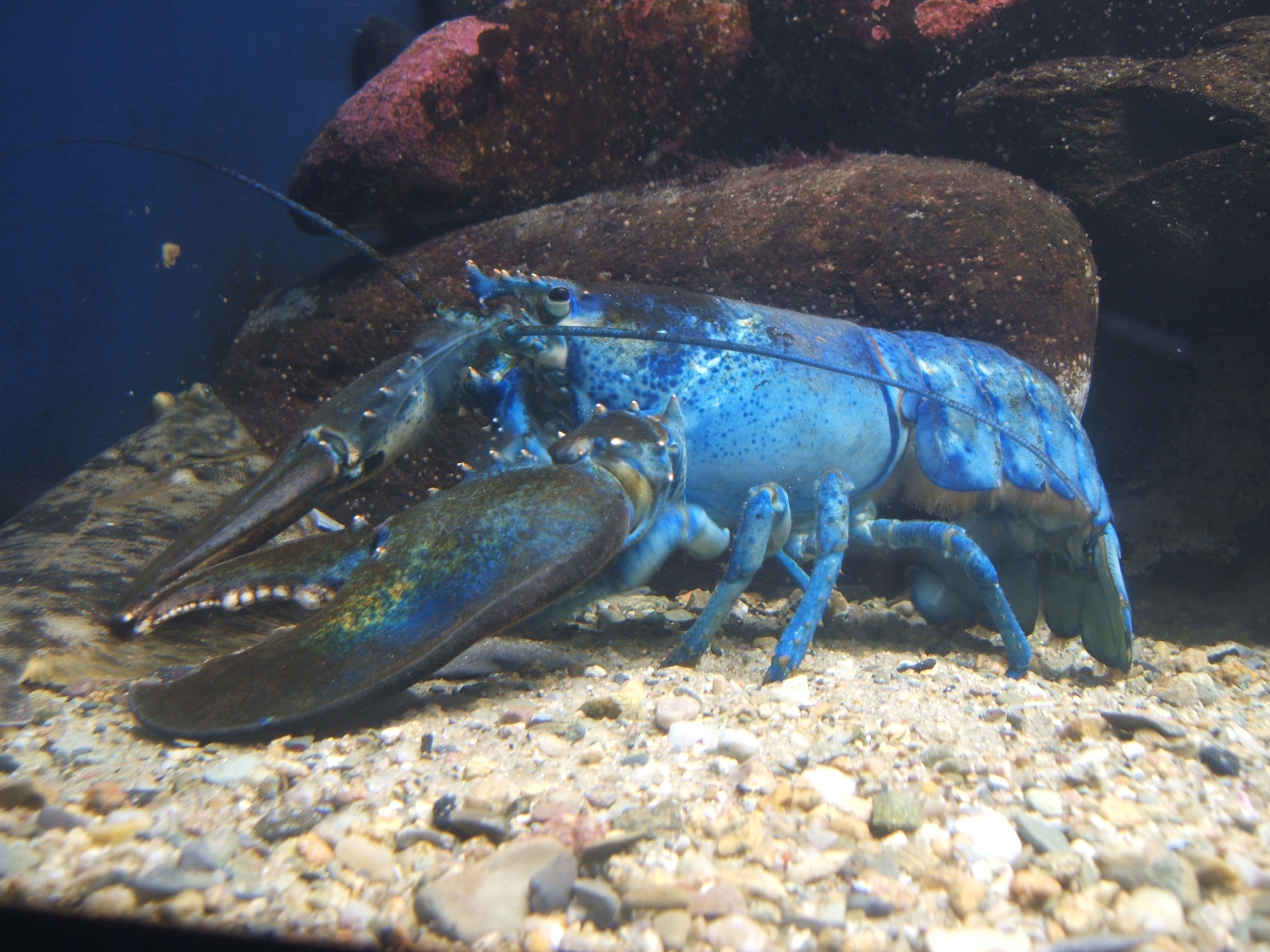 1 in 5,000 north Atlantic lobsters are born bright blue.