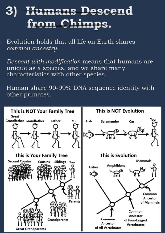 The Evolution Argument Continues...