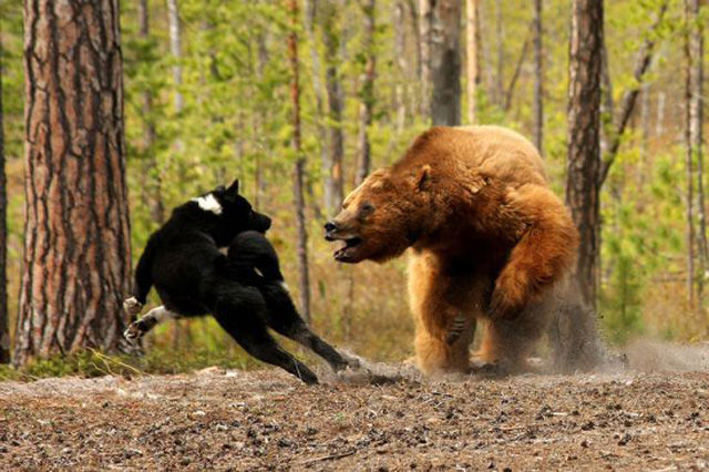 akita dog bear hunting