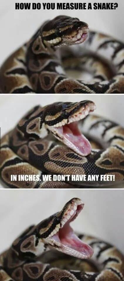 pun pi thon meme - How Do You Measure A Snake? In Inches, We Don'T Have Any Feet!