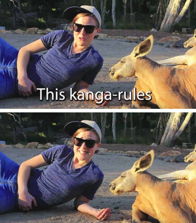 pun wildlife - This kangarules