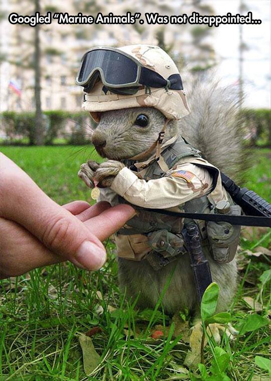 marines animals - Googled Marine Animals. Was not disappointed.co