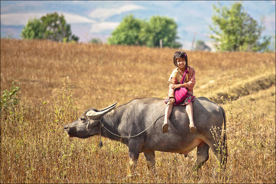 Girl goes to school riding a bull in Myanmar.