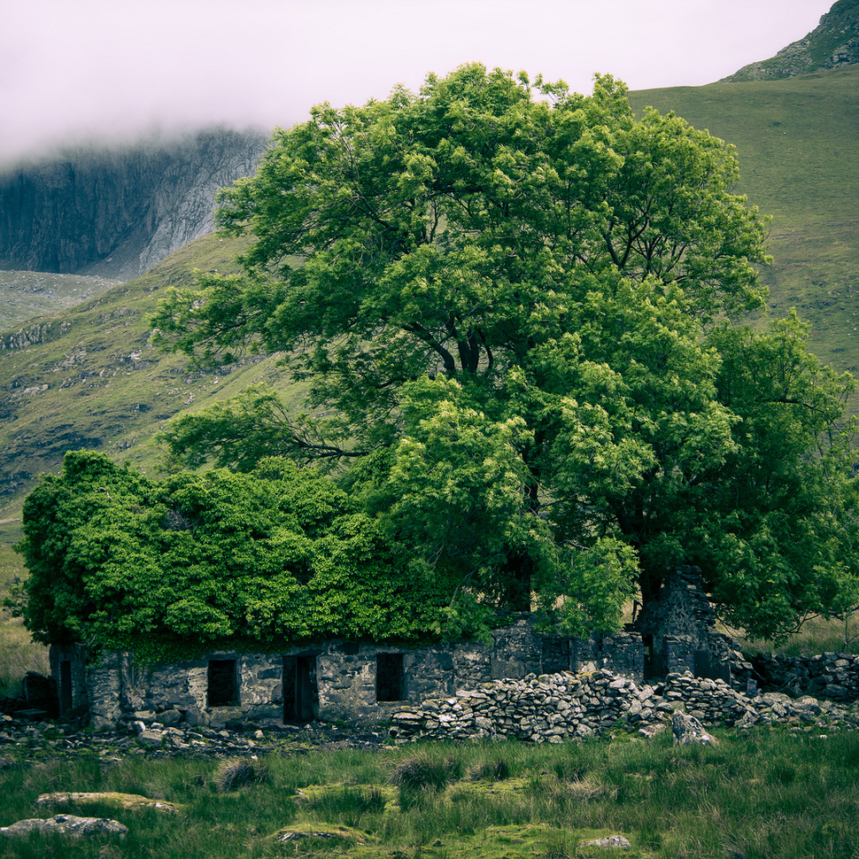 A tree emerges through an ancient ruin. Wales