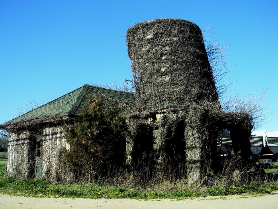 An abandoned farm house and water tower consumed by ivy. Riverhead, New York