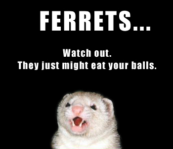 The pants must be tied at the ankle so the ferret cannot escape and the pants must be roomy enough for the ferret to move from ankle to ankle freely.