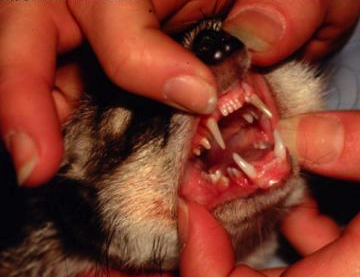 The ferret must have all 34 teeth and all their claws.