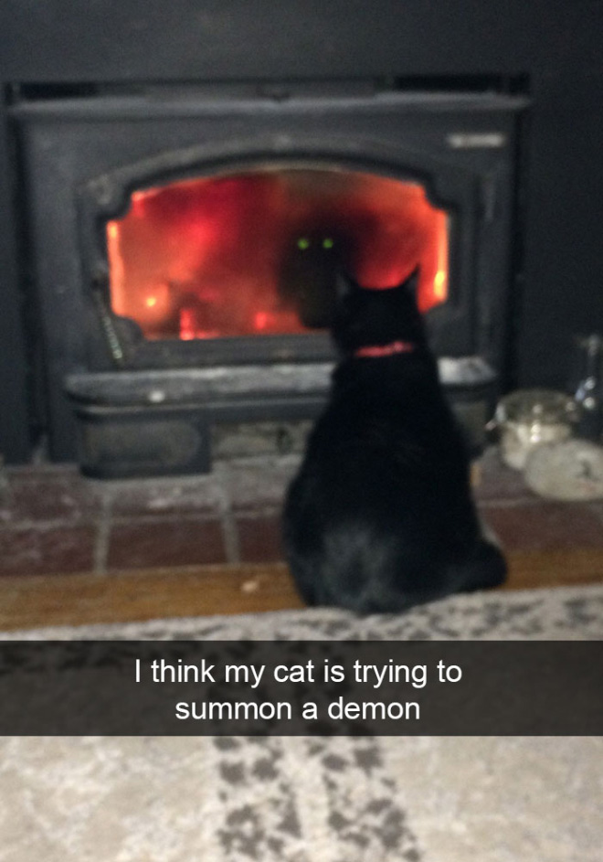 Cat Themed SnapChats For Caturday