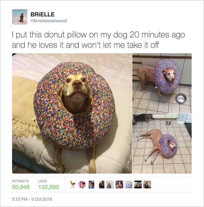 funny tweets about dogs - Brielle I put this donut pillow on my dog 20 minutes ago and he loves it and won't let me take it off 50,948 102,890 D O