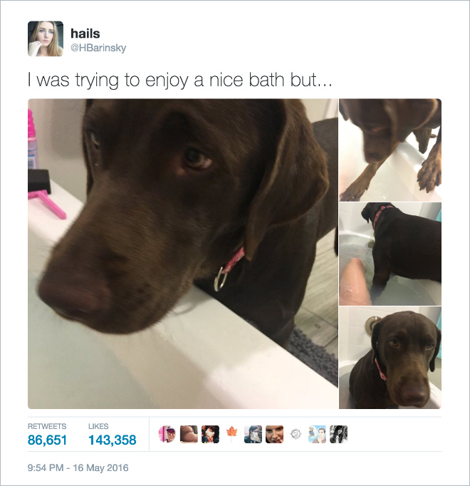 tweets about dogs - hails I was trying to enjoy a nice bath but... 86,651 143,358 en 3