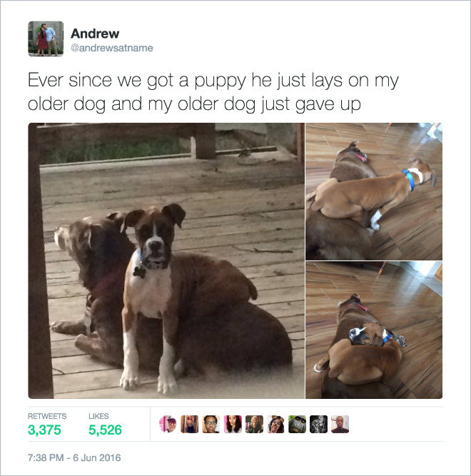 best tweet of dog - Andrew Ever since we got a puppy he just lays on my older dog and my older dog just gave up 3,375 3,3755,526 "Neubacui 5,526