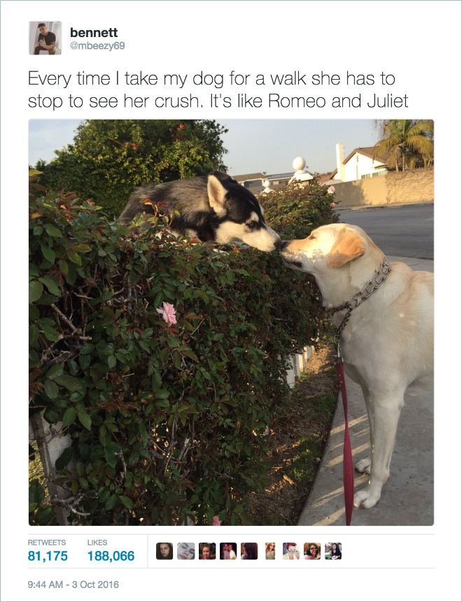 dog romeo and juliet - bennett Every time I take my dog for a walk she has to stop to see her crush. It's Romeo and Juliet 81,175 81,175 188,066 Obedsieqi 188,066