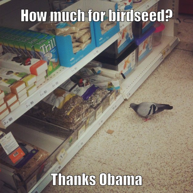 these prices are for the birds