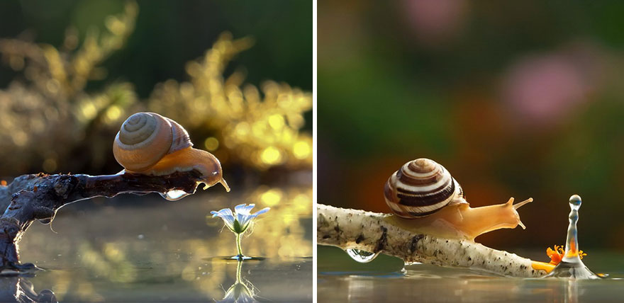 Think Snails Are Nasty? Then Youre In For A Shock