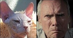 Cats who look like people