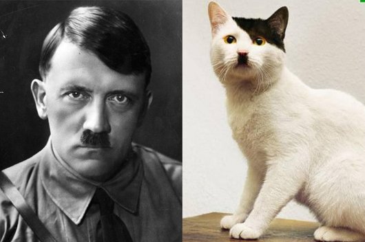 Cats who look like people