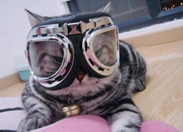 Cats Wearing Sunglasses and Goggles Enough Said