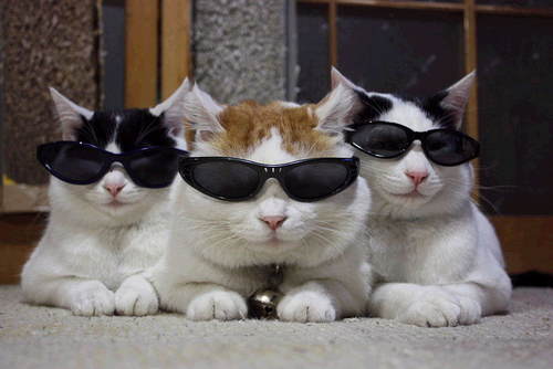 Cats Wearing Sunglasses and Goggles Enough Said