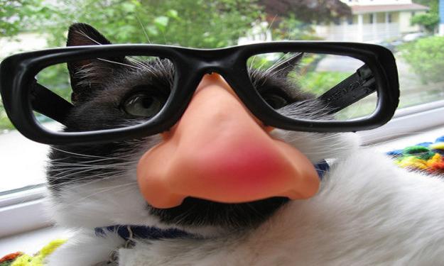 cat crap goggles