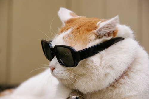 cat crap goggles