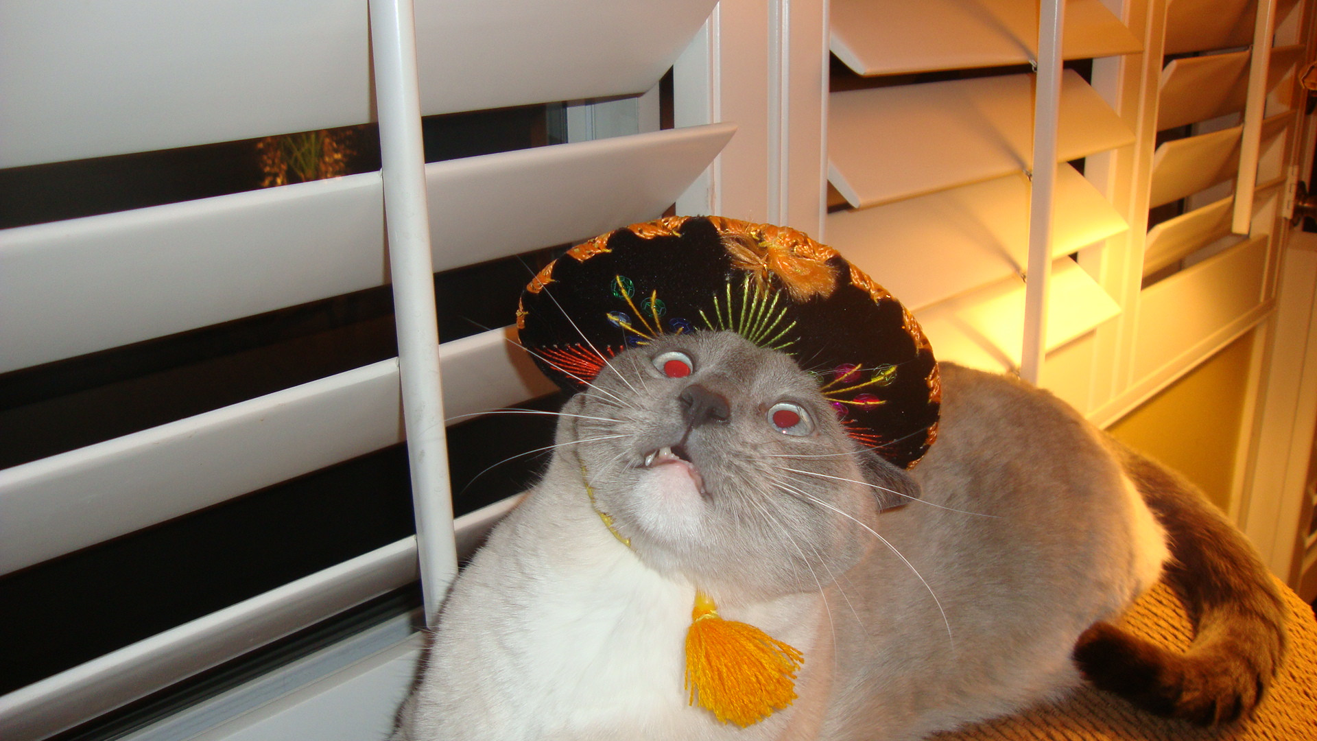 Cats Wearing Sombreros