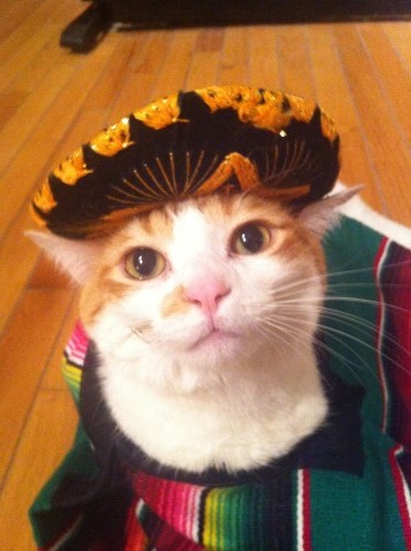 Cats Wearing Sombreros