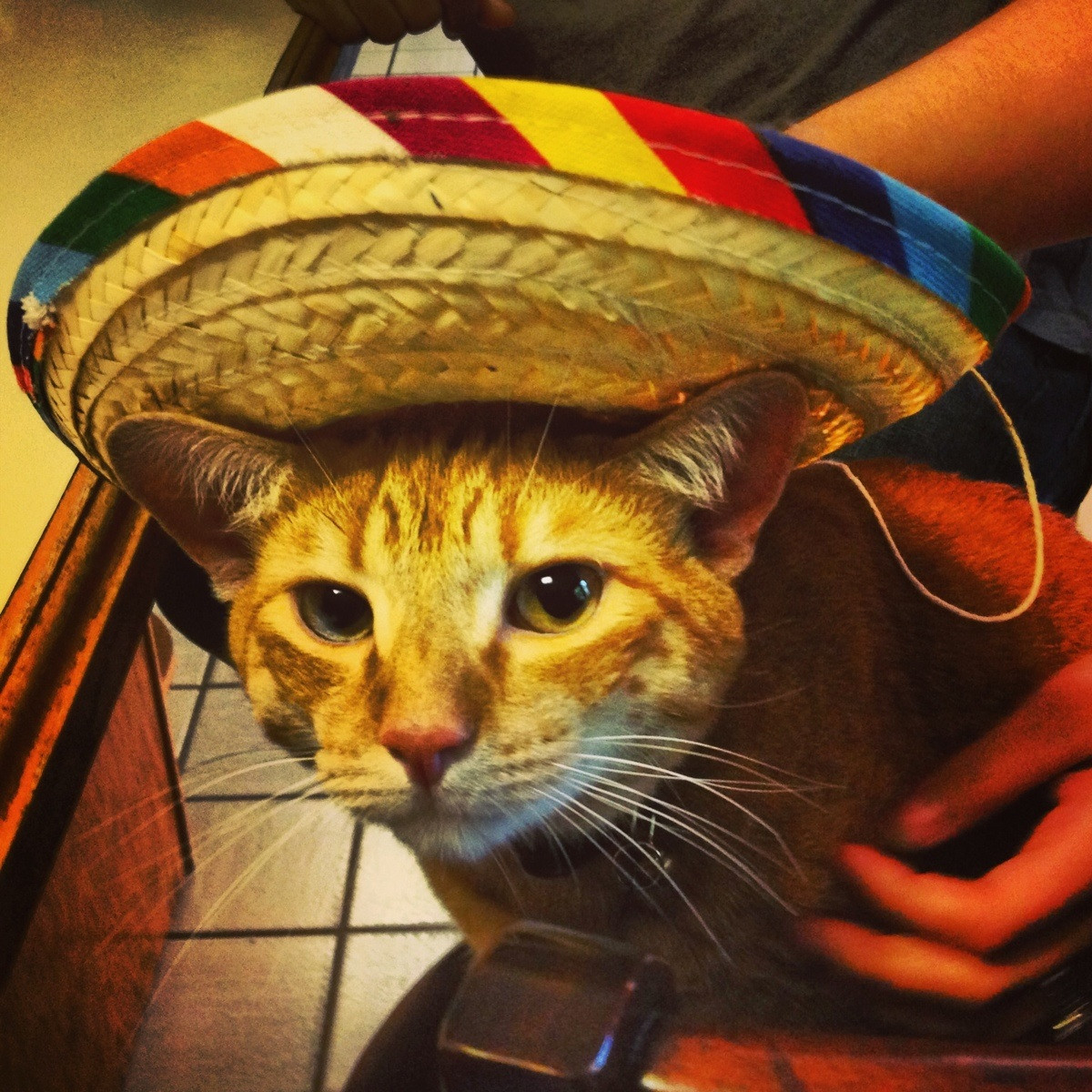 Cats Wearing Sombreros.